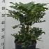 Mahonia x Media Charity 40-60 cm buy online UK.