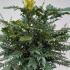 Mahonia x Media Charity 60-80 cm buy online UK.