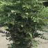 Mahonia x Media Charity 1-1.25 m buy online UK.