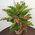 mahoxmedwinsun 40-60 cm buy online UK.