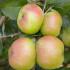 Malus Bramley Seedling pleached tree trained, perfect for above wall or fence screening with delicious apple crop in late summer, buy UK