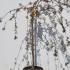 Malus Cheals Weeping Crab Apple Tree 90-110 cm buy online UK.
