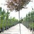 Malus Coccinella Courtarou Crab Apple 3.5-4 m buy online UK.