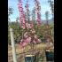 Malus Coccinella Courtarou Crab Apple 1-1.25 m buy online UK.