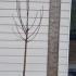 Malus Domestica Alkmene Apple 1.5-1.75 m buy online UK.