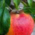 Malus Domestica Charles Ross. Standard Apple Tree for sale online with UK and Ireland delivery