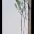 Malus Domestica Braeburn Apple Tree 2.5-3 m buy online UK.