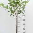 Malus Domestica Braeburn Apple Tree 80-100 cm buy online UK.