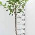 Malus Domestica Bramleys Seedling 80-100 cm buy online UK.