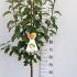 Malus Domestica Bramleys Seedling 1.25-1.5 m buy online UK.