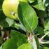 Malus Domestica Bramleys Seedling Apple Trees to buy online with UK and Ireland delivery.