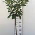Malus Domestica Cox