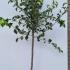 Malus Domestica Cox
