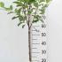 Malus Domestica Discovery Apple 80-100 cm buy online UK.