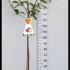 Malus Domestica Discovery Apple 1.75-2 m buy online UK.