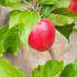 Malus Domestica Discovery. Fan Trained Apple Trees Discovery buy online UK delivery
