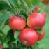 Malus Domestica Elise or Apple Elise, a  Low Allergenic Apple Variety