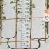 Malus Domestica Elstar Apple 1.6-1.8 m buy online UK.
