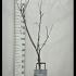 Malus Domestica Elstar Apple 1.3-1.5 m buy online UK.