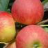 Malus Domestica Elstar Apple, excellent apple tree variety reliably producing good crop of mainly red apples.