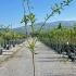 Malus Domestica Fiesta Apple 1.5-1.75 m buy online UK.