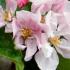 Malus Domestica Fiesta Apple, pretty pink to white spring blossom