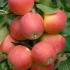 Malus Domestica Gala Apple Tree