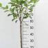 Malus Domestica Gala or Gala Apple Tree 80-100 cm buy online UK.