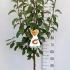 Malus Domestica Gala or Gala Apple Tree 1.25-1.5 m buy online UK.