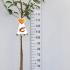 Malus Domestica Gala or Gala Apple Tree 1.75-2 m buy online UK.