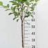 Malus Domestica Golden Delicious Apple 80-100 cm buy online UK.