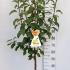 Malus Domestica Golden Delicious Apple 1.2-1.5 m buy online UK.