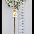 Malus Domestica Golden Delicious Apple 1.75-2 m buy online UK.