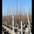Malus Domestica Golden Delicious Apple 3-3.5 m buy online UK.
