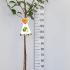 Malus Domestica Granny Smith Apple Tree 1.75-2 m buy online UK.