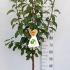 Malus Domestica Granny Smith Apple Tree 1.25-1.5 m buy online UK.