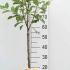 Malus Domestica James Grieve Apple Tree 80-100 cm buy online UK.