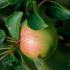 Malus Domestica Ontario Apple Trees - a late season dual purpose (cooking & dessert) apple tree. 