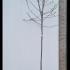 Malus Domestica Royal Gala 2.75-3.25 m buy online UK.