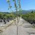 Malus Domestica Spartan Apple 1.5-1.75 m buy online UK.