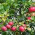 Malus Domestica Starks Earliest Apple, early season dessert apple