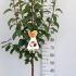 Malus Domestica Summered Apple 1.25-1.5 m buy online UK.