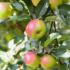 Malus Domestica Sweet Caroline Apple, a late season dessert apple tree cross of Golden Delicious X McIntosh