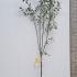 Malus Domestica Yellow Transparent Apple 2.5-3 m buy online UK.