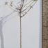 Malus Domestica Yellow Transparent Apple 1.25-1.5 m buy online UK.