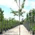 Malus Evereste Crab Apple 3.5-4 m buy online UK.
