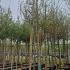 Malus Evereste Crab Apple 3.5-4 m buy online UK.