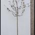 Malus Floribunda Japanese Crab Apple 2.5-3 m buy online UK.