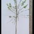 Malus Floribunda Japanese Crab Apple 3.5-4 m buy online UK.
