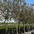 Malus Floribunda Japanese Crab Apple 4-4.5 m buy online UK.